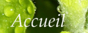 accueil book