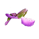Amblard Pascal