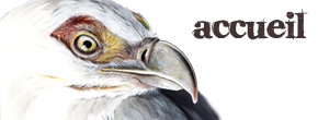 accueil book