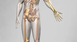 Infographie 3D du squelette humain - Fraud Julia-illustrateur