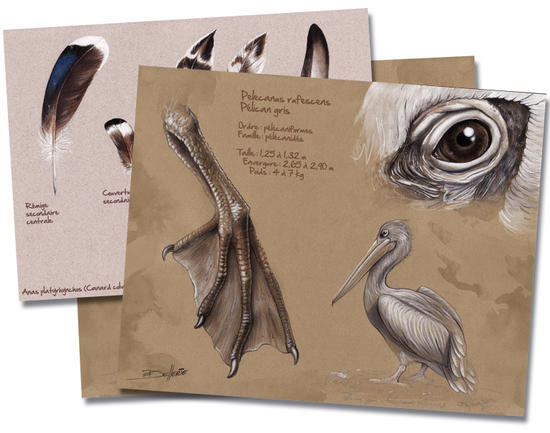 Illustrations naturalistes de Florence Dellerie : Book