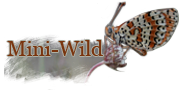 logo_mini_wild_1.png