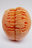 This is just an apricot - CODA