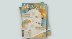 Magazine - Dana-illustrateur-jeunesse