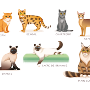 Les 6 races de chats