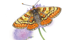 Damier de la succise - Sandrine Creus-illustrateur