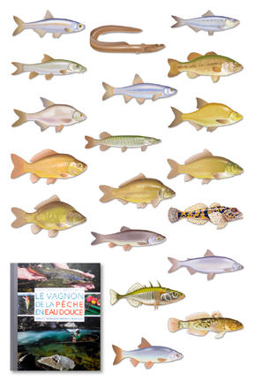Illustrations de poissons d'eau douce. | Laurent Stefano