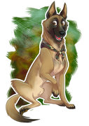 malinois