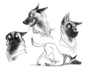 weird malinois.jpg