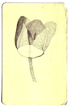 alexandre dujardin - illustrateurs/rices