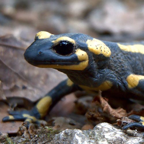 alexandre lethiers - illustrateurs/rices