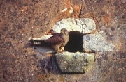 Faucon crécerelle