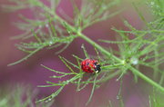 Coccinelle