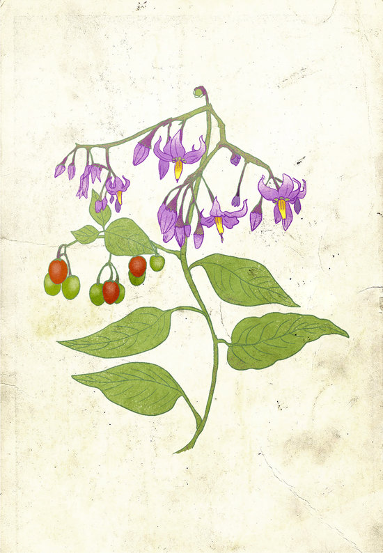 RUSTICA ÉDITIONS