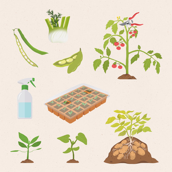 RUSTICA ÉDITIONS - Mon potager décomplexé