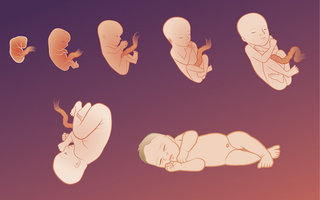 Manuel SVT cycle 4 - Editions Belin