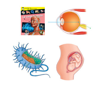 Le corps humain pour les Nuls - Editions Grund