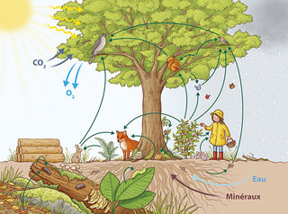 Cycle de vie - Théophile