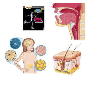 Le corps humain - Editions Fleurus