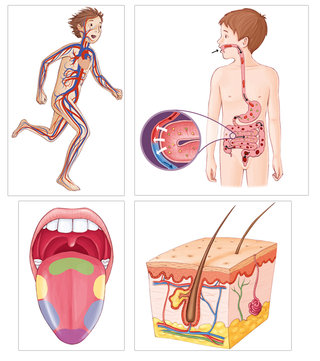 Le corps humain - Editions Fleurus