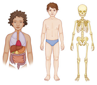 Mon corps humain à reconstituer - Editions Auzou