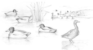 Canards