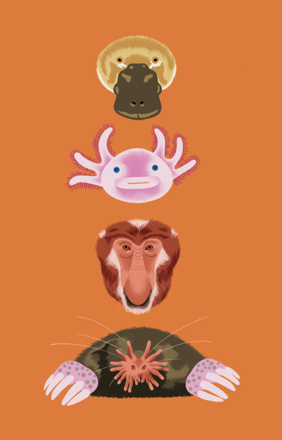 Le Larousse des 500 pourquoi comment - Les Animaux Ed.Larousse