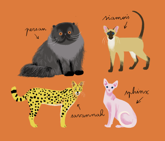 Le Larousse des 500 pourquoi comment - Les Animaux Ed.Larousse