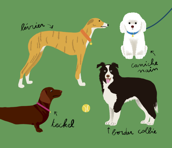 Le Larousse des 500 pourquoi comment - Les Animaux Ed.Larousse