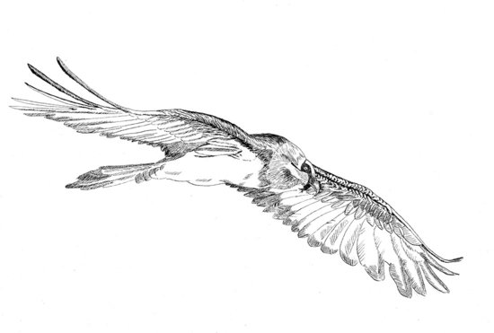 Illustration de packaging mettant en avant la faune Corse