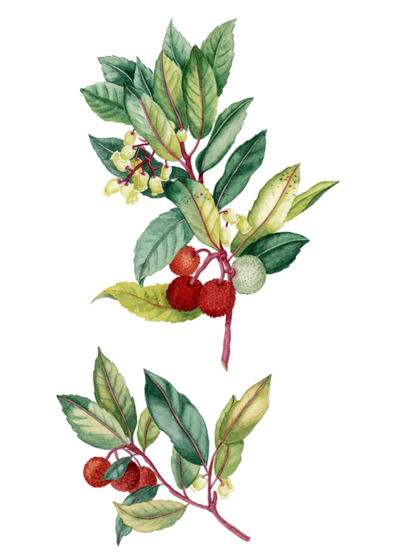 Illustration de packaging mettant en avant la flore corse