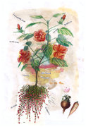 pianta del tempo