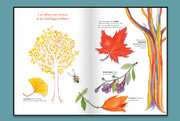 Album L'arboretum- éditions Courtes et Longues