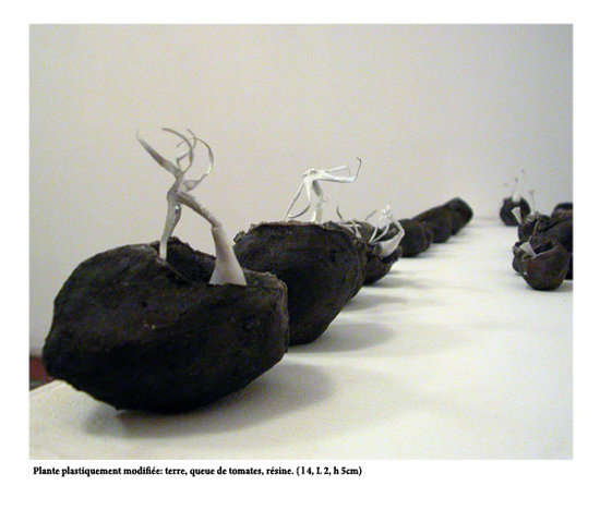 Plantes plastiquements modifiés 2010