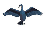 br.cormoranV.jpg