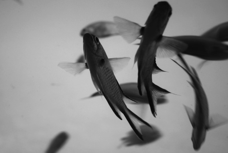 poissons volants