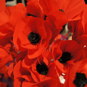 Coquelicot en papier - Création et réalisation d'une nouvelle animation de points de vente pour KENZO mai 2014