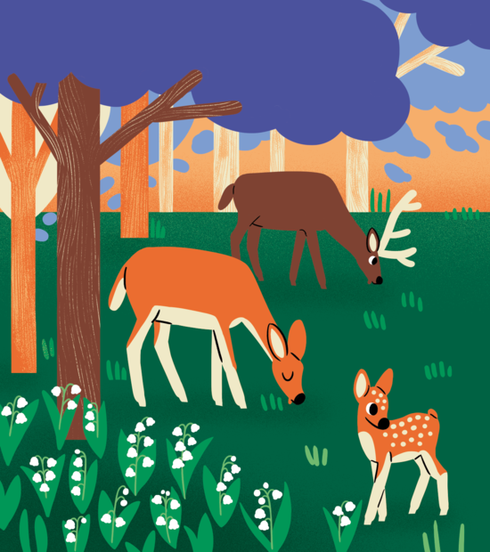 La forêt