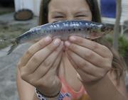 la sardine