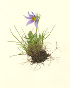 Anemone halleri All.