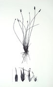 Schoenus ferrugineus L. 