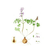  Corydalis   cava   (L.) Schweigg. & Körte 