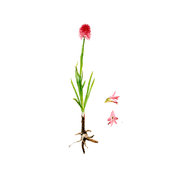  Gymnadenia   corneliana   (Beauverd) Teppner & E.Klein 