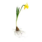 Narcissus   pseudonarcissus   subsp.   provincialis   (Pugsley) J.M.Tison & al.