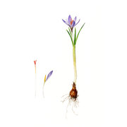  Crocus   versicolor   Ker Gawl. 
