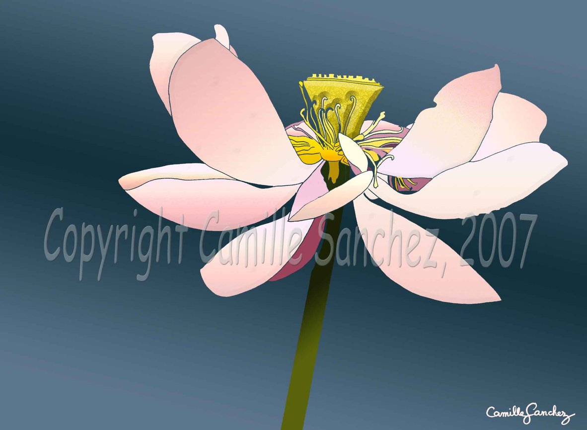 Fleur de lotus - documentation scientifique