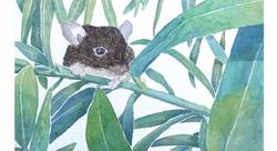 Une souris en moins pour Minette - Benedetti Candie-illustrateur