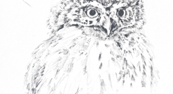 CHEVÊCHETTE - Bonotto Chiara-illustrateur