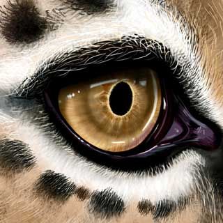 charlène letenneur - illustrateurs/rices