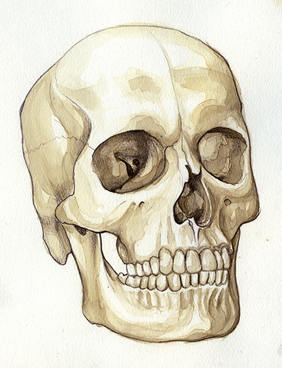 medical anatomie humaine p